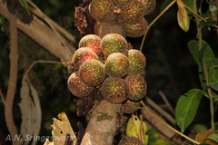 Ficus laevis var. macrocarpa